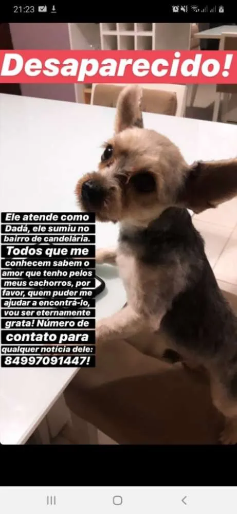 Cachorro ra a SHITZU idade 2 anos nome DADA