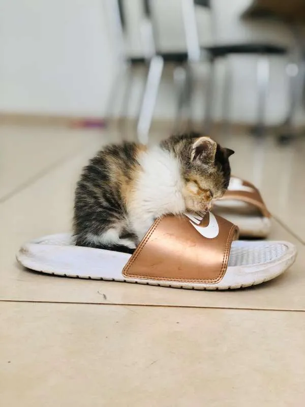 Gato raça SRD idade Abaixo de 2 meses nome KYARA