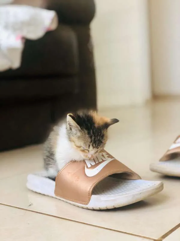 Gato raça SRD idade Abaixo de 2 meses nome KYARA