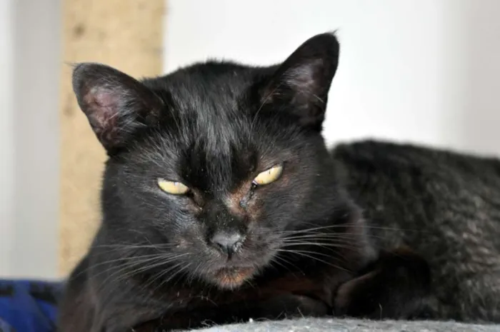 Gato ra a SRD idade 3 anos nome Paulina