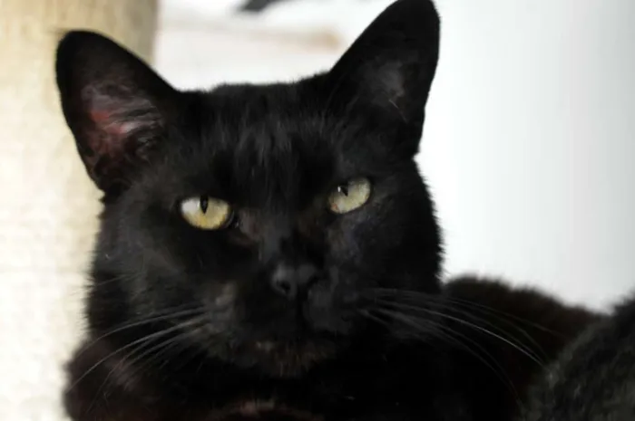 Gato ra a SRD idade 3 anos nome Paulina