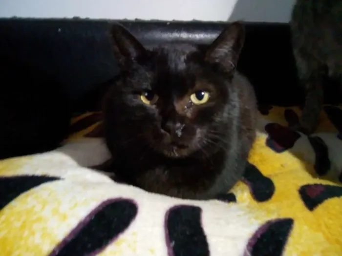 Gato ra a SRD idade 3 anos nome Paulina