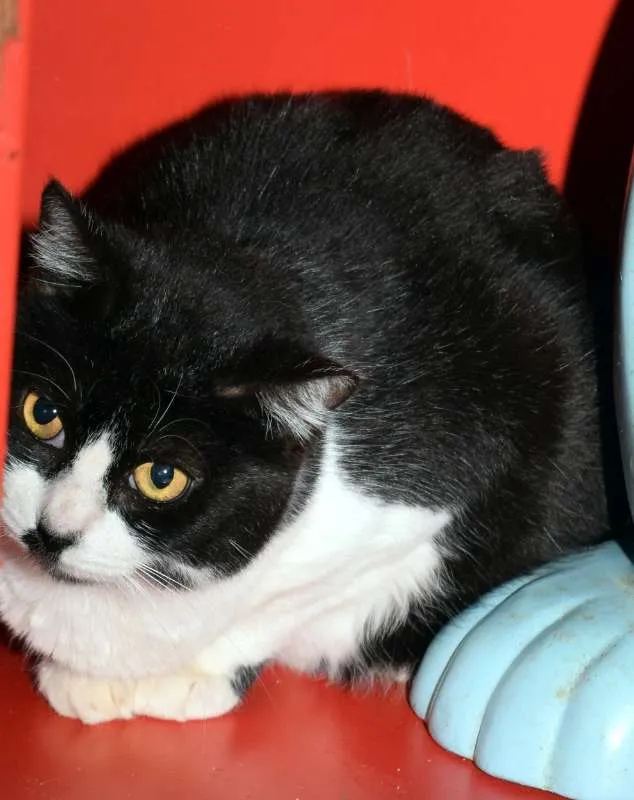 Gato ra a SRD idade 3 anos nome Paola