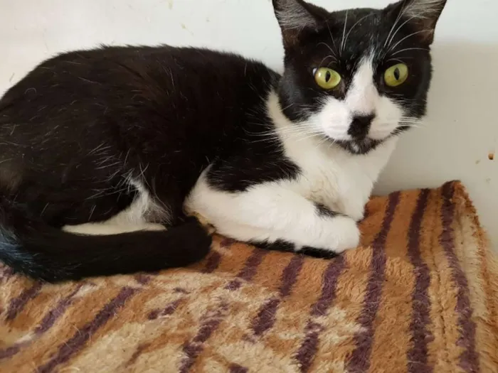 Gato ra a SRD idade 3 anos nome Paola