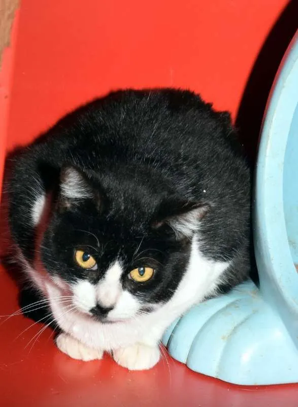 Gato ra a SRD idade 3 anos nome Paola