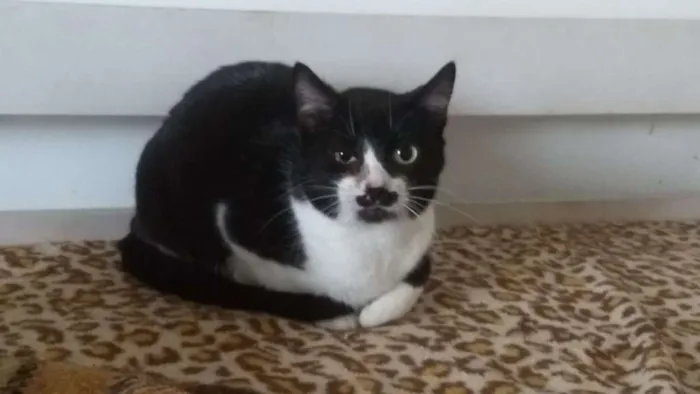 Gato ra a SRD idade 3 anos nome Paola