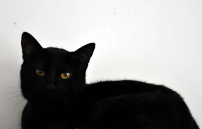 Gato ra a SRD idade 3 anos nome Stefany