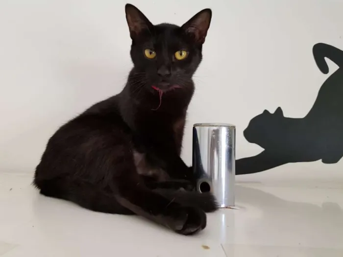 Gato ra a SRD idade 3 anos nome Stefany