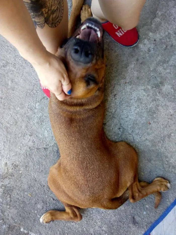 Cachorro ra a Boxer idade 3 anos nome Pandora