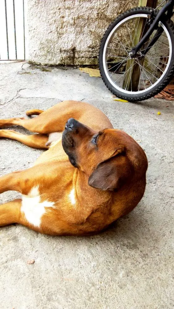 Cachorro ra a Boxer idade 3 anos nome Pandora