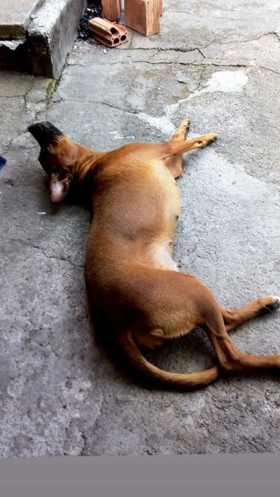 Cachorro ra a Boxer idade 3 anos nome Pandora
