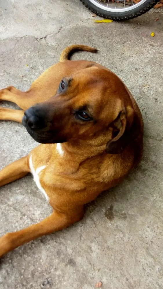 Cachorro ra a Boxer idade 3 anos nome Pandora