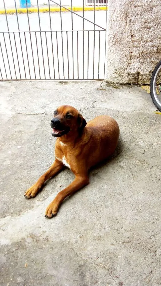 Cachorro ra a Boxer idade 3 anos nome Pandora