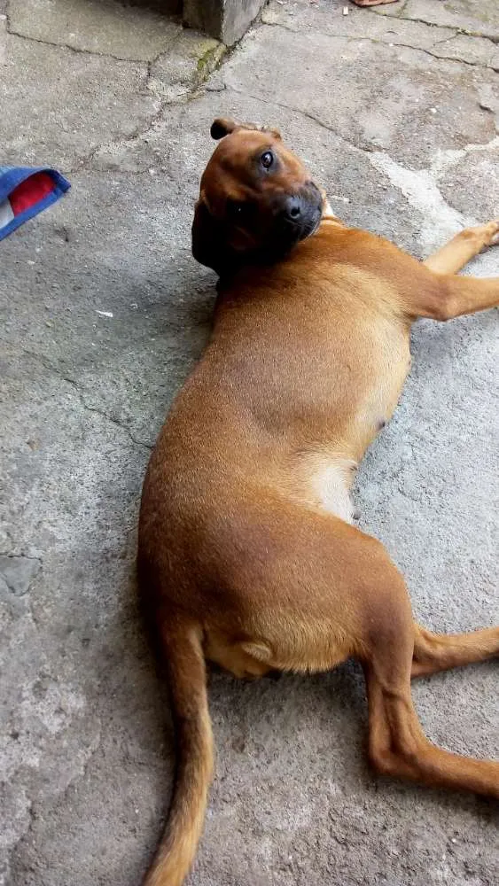 Cachorro ra a Boxer idade 3 anos nome Pandora