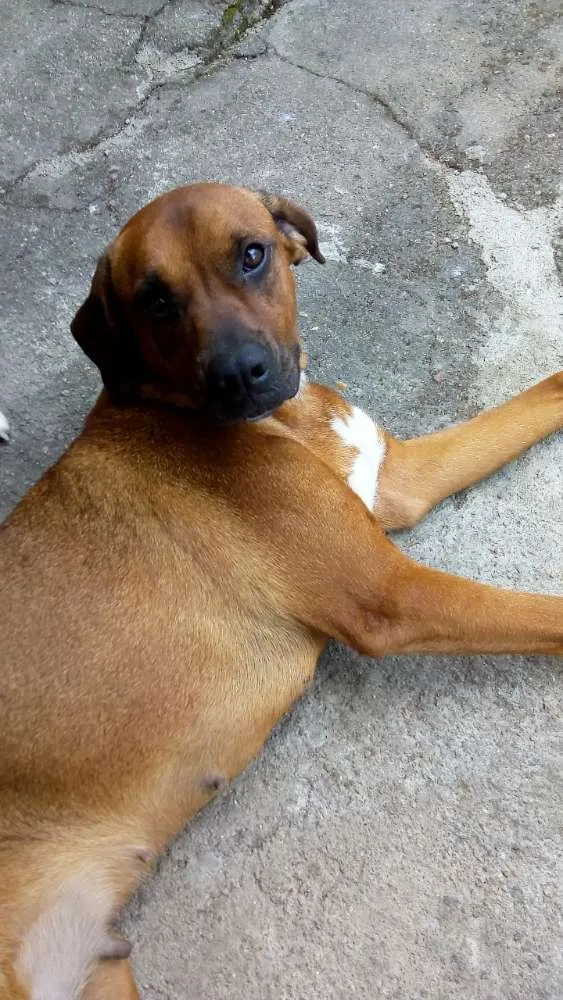 Cachorro ra a Boxer idade 3 anos nome Pandora