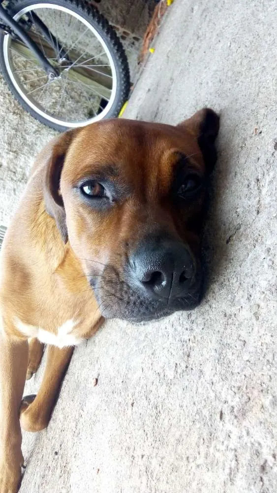 Cachorro ra a Boxer idade 3 anos nome Pandora