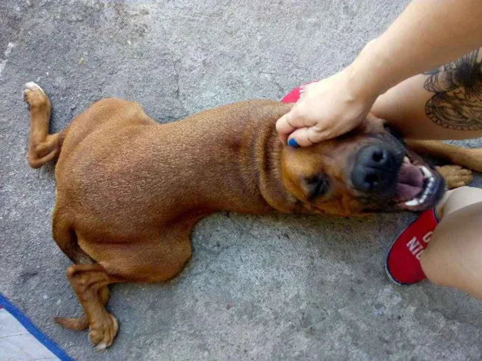 Cachorro ra a Boxer idade 3 anos nome Pandora