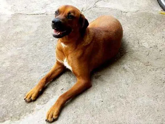 Cachorro ra a Boxer idade 3 anos nome Pandora