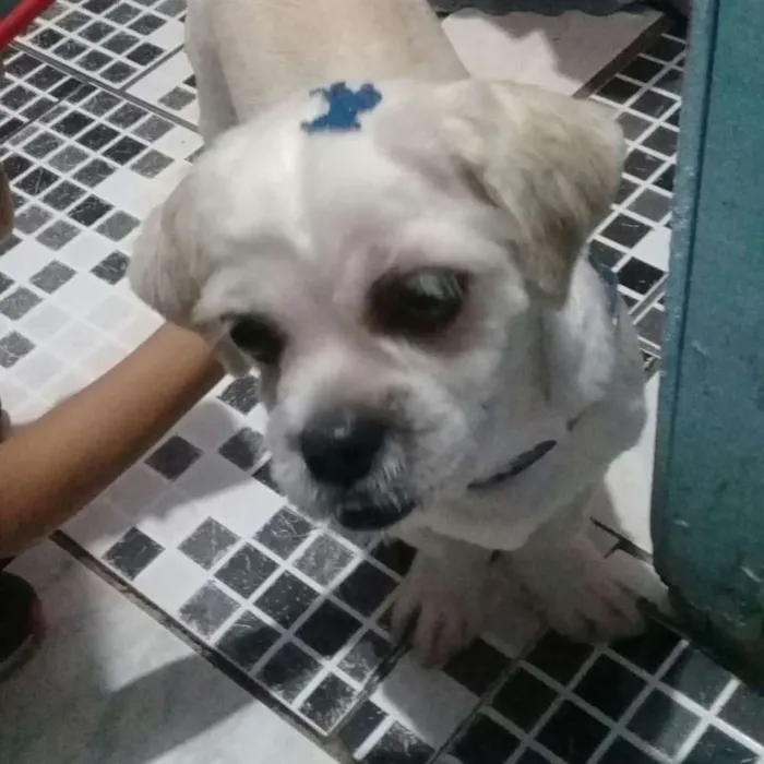 Cachorro ra a Chitus  idade 1 ano nome Bob