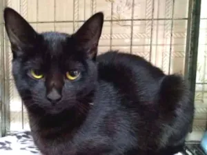 Gato raça SRD idade 3 anos nome Stefany