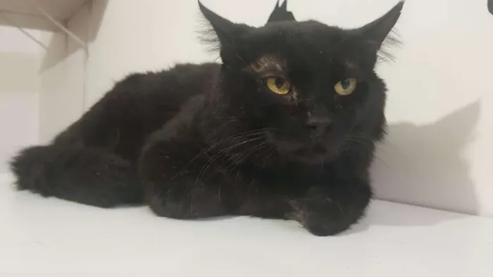Gato ra a SRD idade 2 anos nome Bach