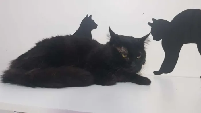 Gato ra a SRD idade 2 anos nome Bach