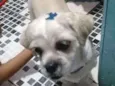 Bob