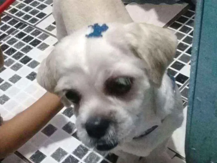 Cachorro ra a Chitus  idade 1 ano nome Bob