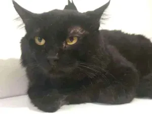 Gato raça SRD idade 2 anos nome Bach