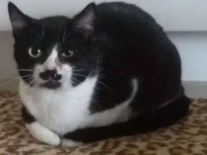 Gato raça SRD idade 3 anos nome Paola