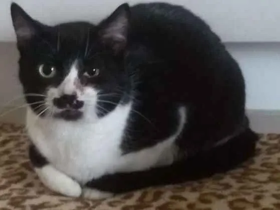 Gato ra a SRD idade 3 anos nome Paola
