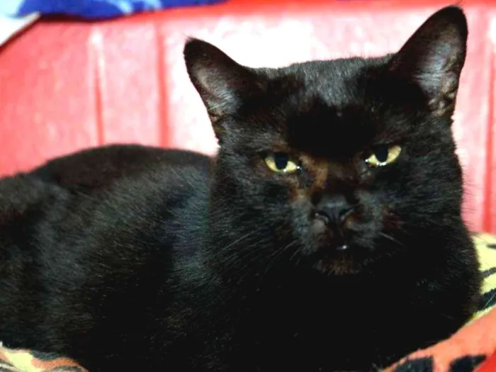 Gato ra a SRD idade 3 anos nome Paulina