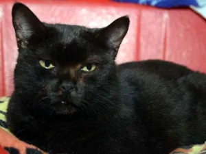 Gato raça SRD idade 3 anos nome Paulina