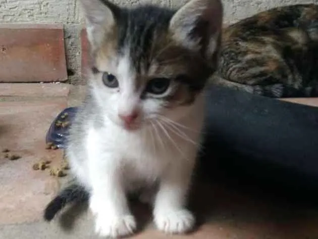 Gato raça srd idade Abaixo de 2 meses nome Belinha, Polaco...
