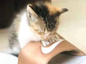 Gato raça SRD idade Abaixo de 2 meses nome KYARA
