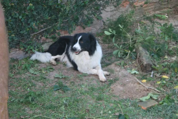 Cachorro ra a Border Collie idade 6 ou mais anos nome Fred