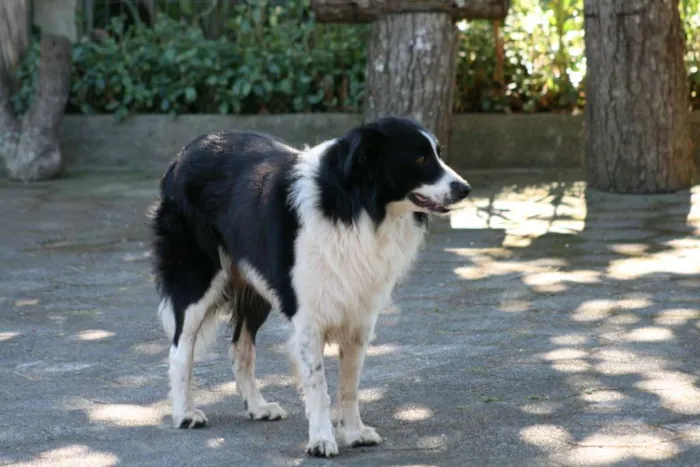 Cachorro ra a Border Collie idade 6 ou mais anos nome Fred
