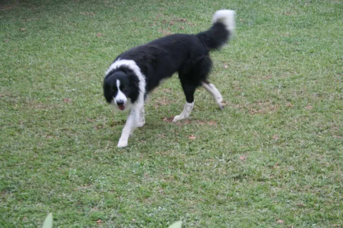 Cachorro ra a Border Collie idade 6 ou mais anos nome Fred