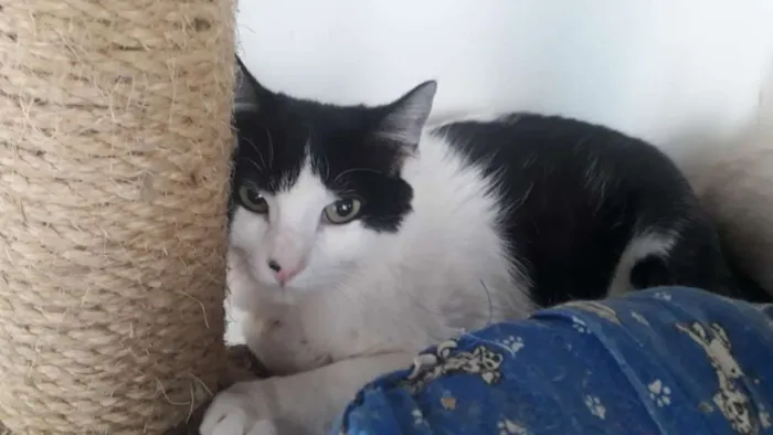 Gato ra a SRD idade 2 anos nome Chopin