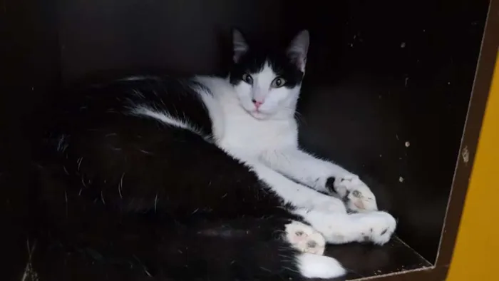 Gato ra a SRD idade 2 anos nome Chopin