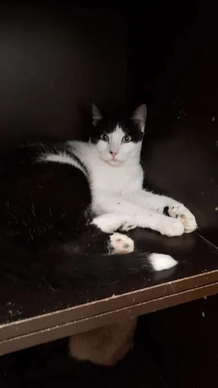 Gato ra a SRD idade 2 anos nome Chopin