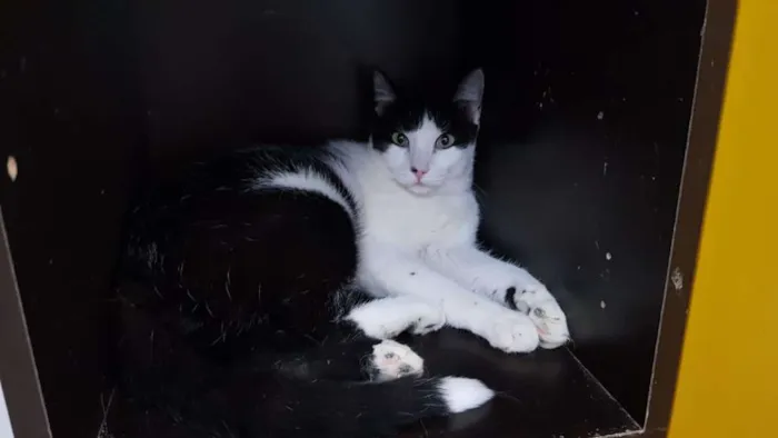 Gato ra a SRD idade 2 anos nome Chopin