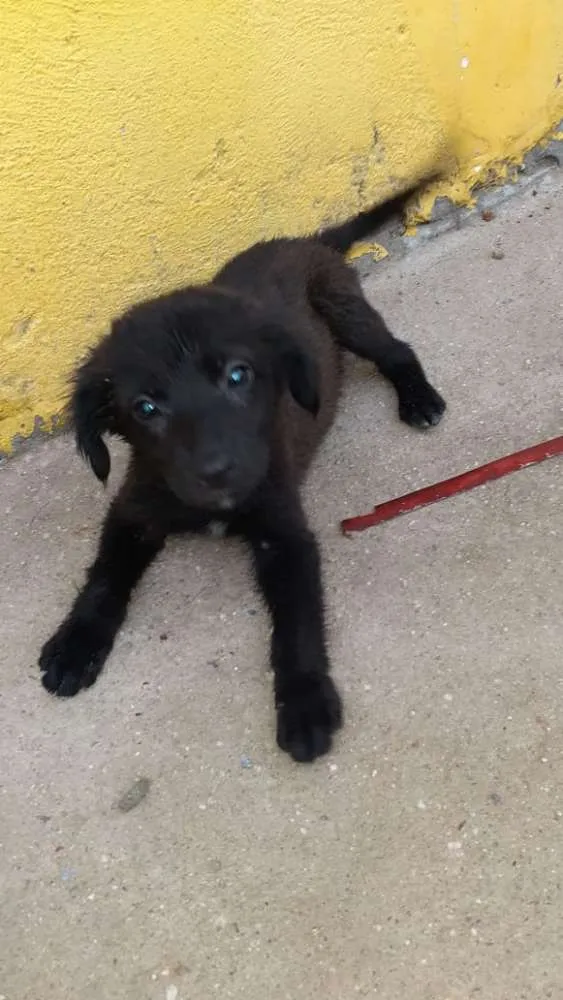 Cachorro raça SRD idade Abaixo de 2 meses nome Lola, Lucy e Luna