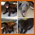 Lola, Lucy e Luna