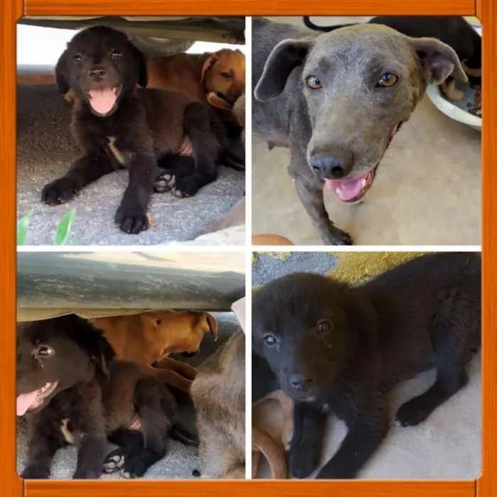 Cachorro raça SRD idade Abaixo de 2 meses nome Lola, Lucy e Luna