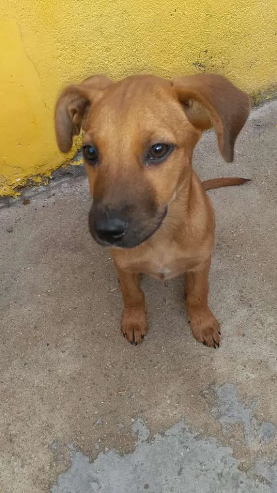 Cachorro raça SRD idade Abaixo de 2 meses nome Lola, Lucy e Luna