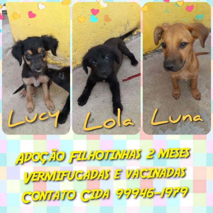 Cachorro raça SRD idade Abaixo de 2 meses nome Lola, Lucy e Luna