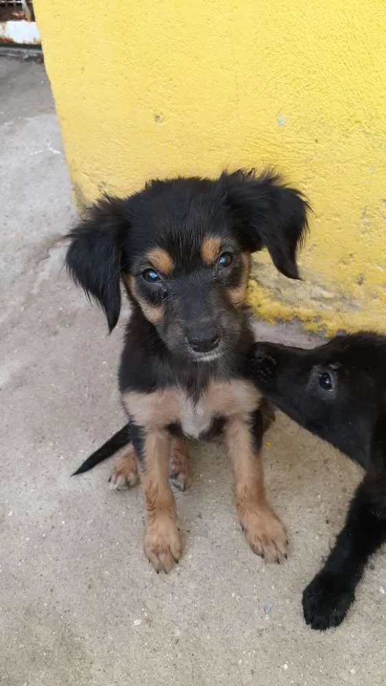 Cachorro raça SRD idade Abaixo de 2 meses nome Lola, Lucy e Luna