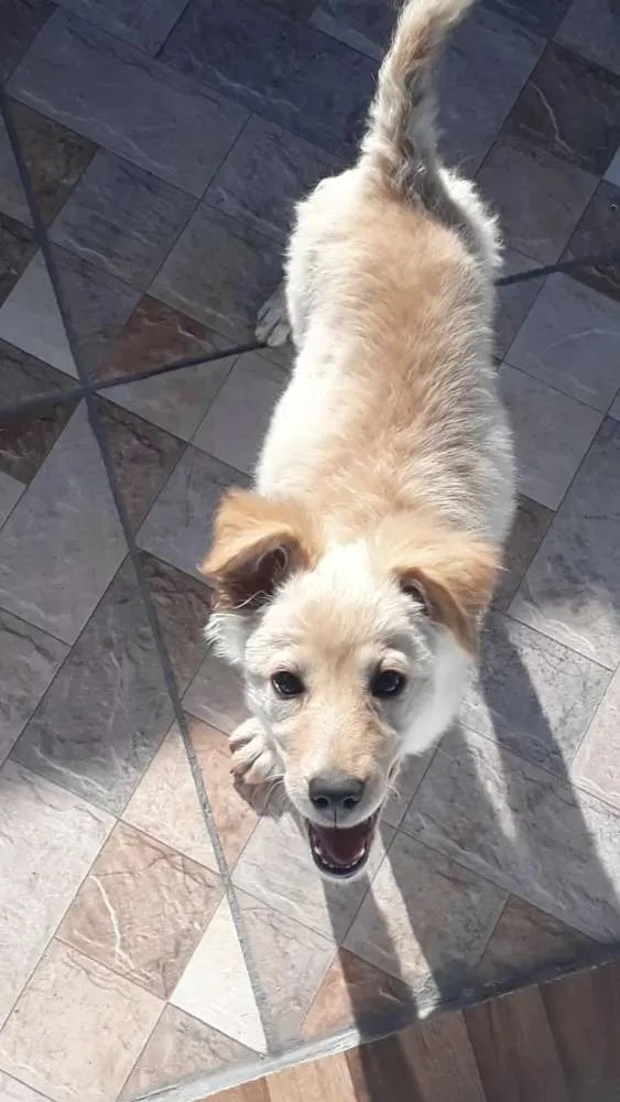 Cachorro ra a Vira_lata idade 2 a 6 meses nome Lola