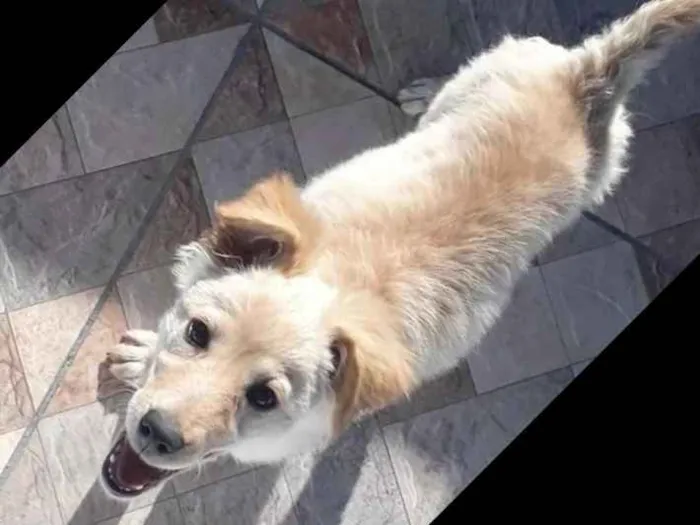 Cachorro ra a Vira_lata idade 2 a 6 meses nome Lola